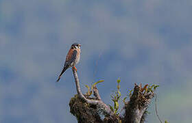 American Kestrel