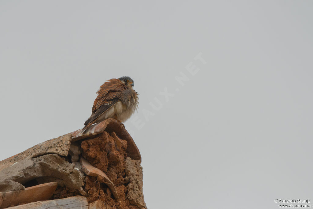 American Kestrel