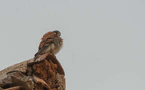 American Kestrel