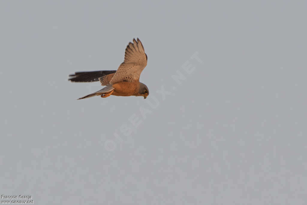 Rock Kestrel male adult