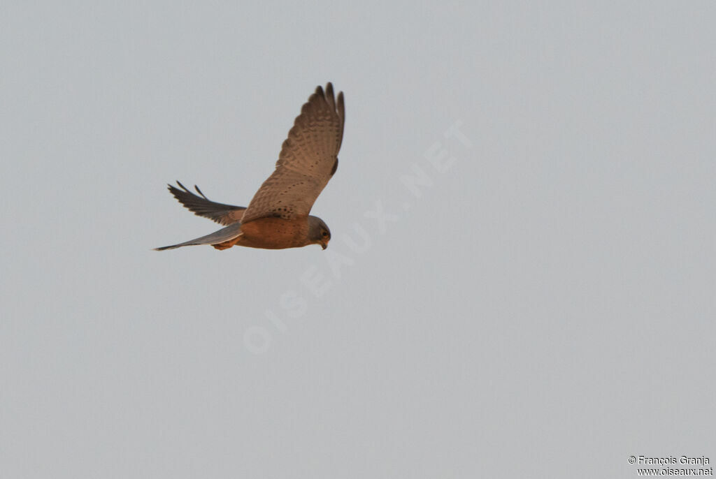 Rock Kestrel