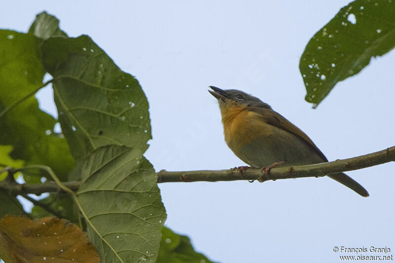 Pink-footed Puffbackadult