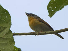 Pink-footed Puffback