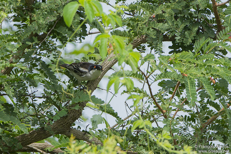 Northern Puffbackadult