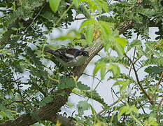 Northern Puffback