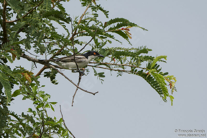 Northern Puffbackadult