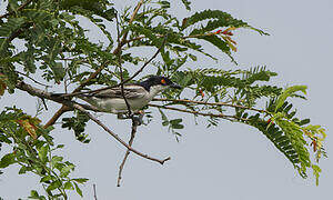 Northern Puffback