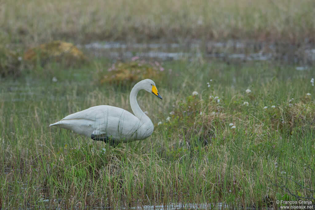 Whooper Swan