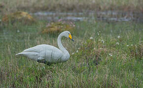 Whooper Swan