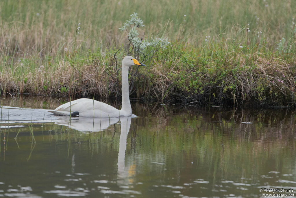 Whooper Swan