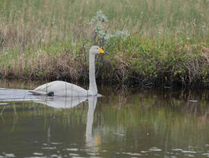 Cygne chanteur