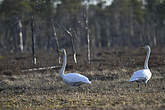 Cygne chanteur