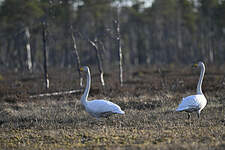 Cygne chanteur