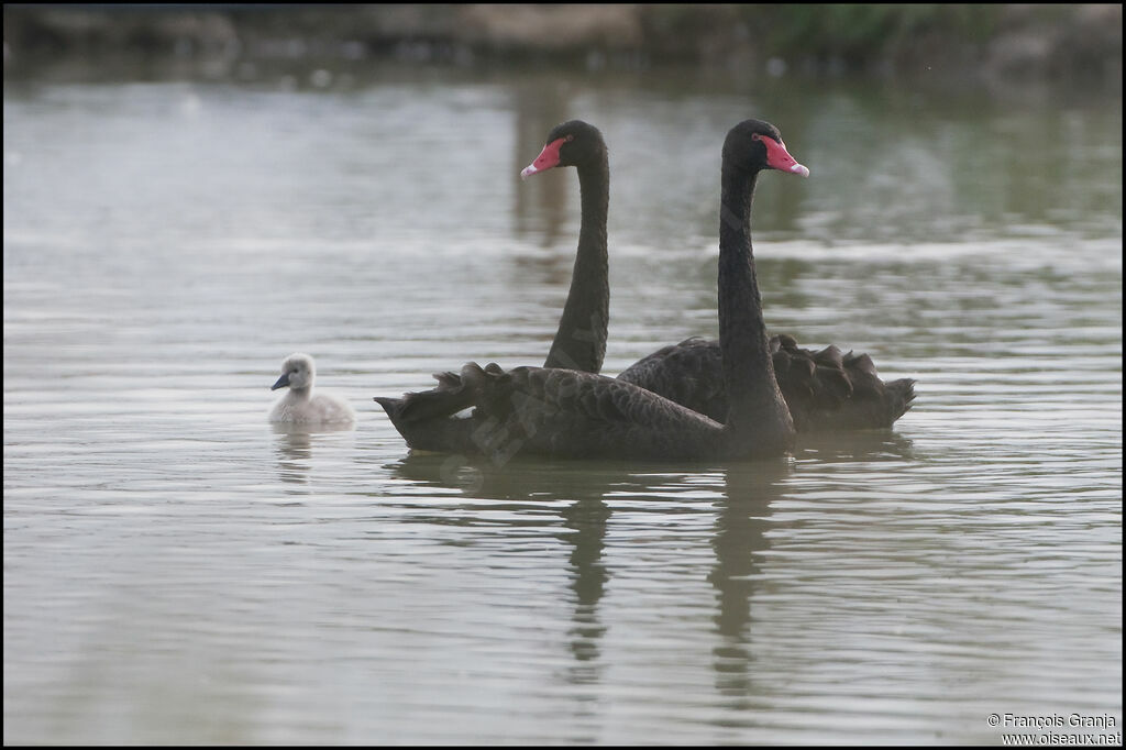 Cygne noir adulte