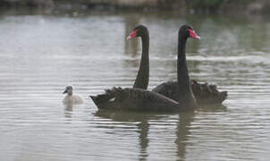 Cygne noir