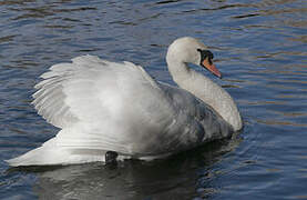 Cygne tuberculé