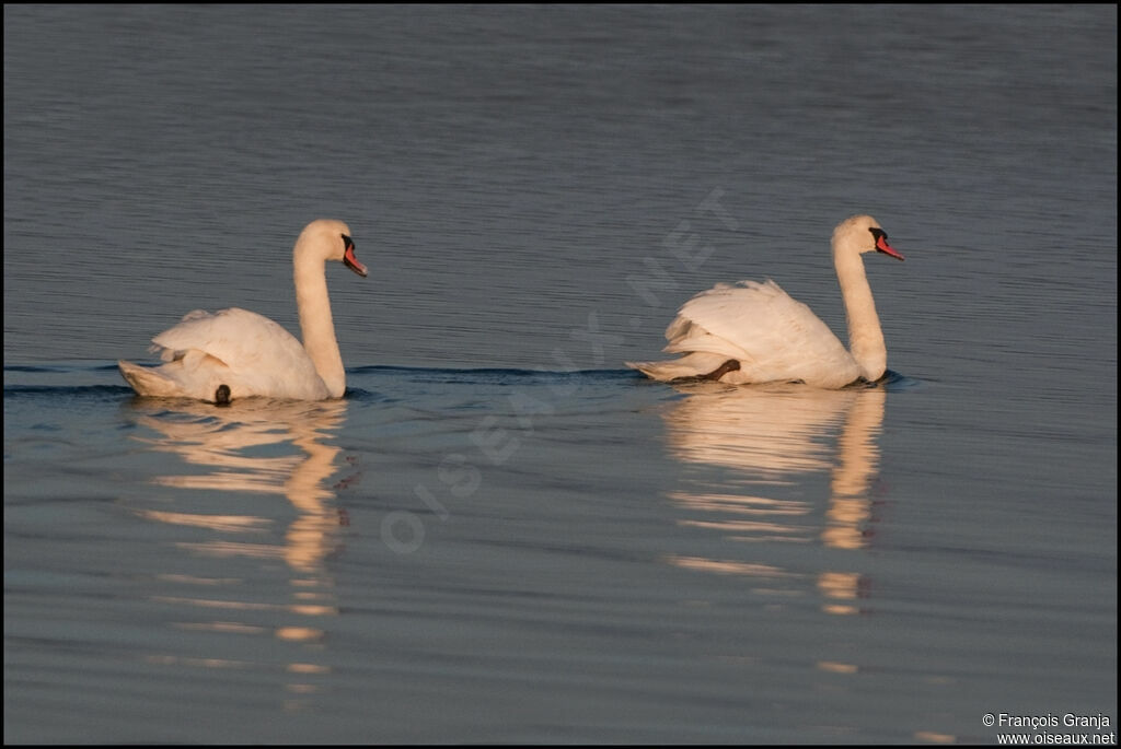 Cygne tuberculéadulte