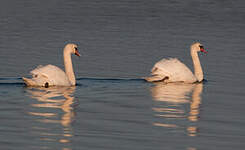 Cygne tuberculé