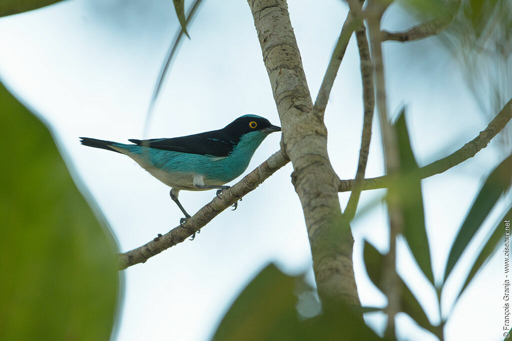 Black-faced Dacnis