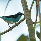 Dacnis à coiffe bleue