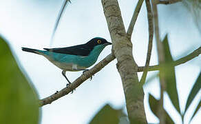 Dacnis à coiffe bleue