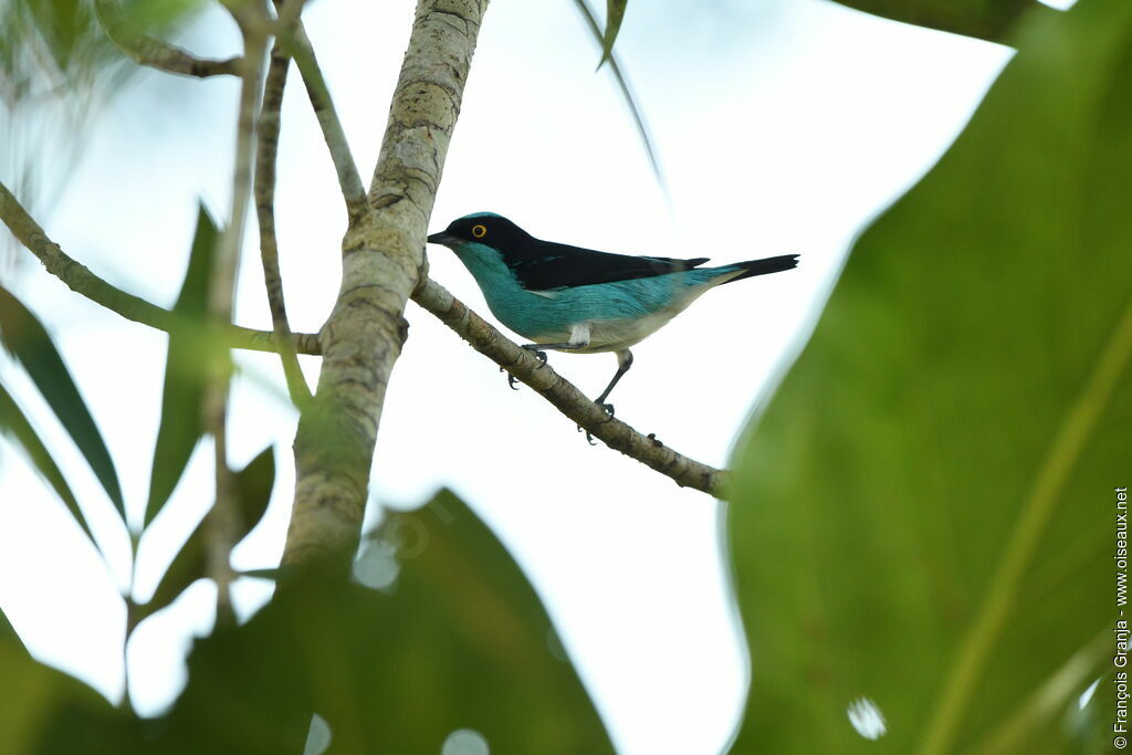 Dacnis à coiffe bleue