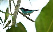 Dacnis à coiffe bleue