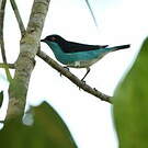 Dacnis à coiffe bleue