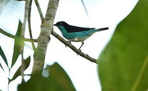 Black-faced Dacnis