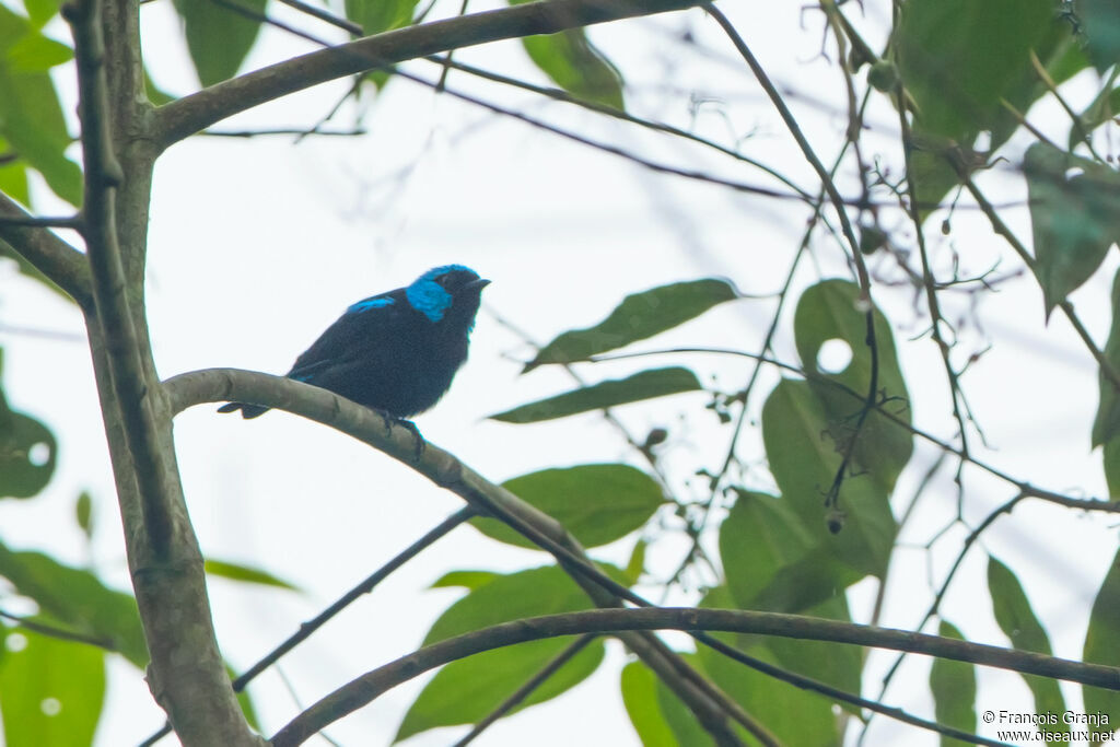 Dacnis à cuisses rouges