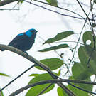 Dacnis à cuisses rouges