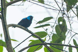 Scarlet-thighed Dacnis