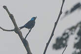 Dacnis à cuisses rouges