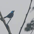 Dacnis à cuisses rouges