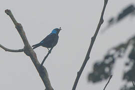 Scarlet-thighed Dacnis