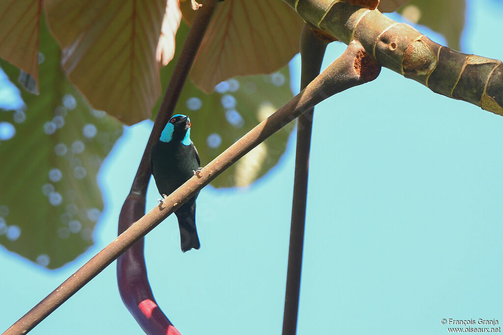 Scarlet-thighed Dacnis