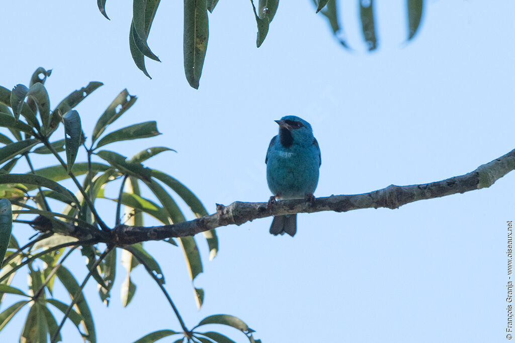 Dacnis bleu