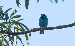 Dacnis bleu