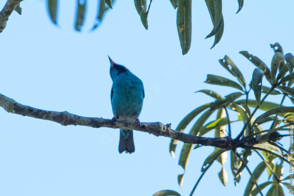 Dacnis bleu