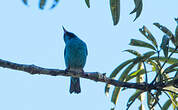 Dacnis bleu