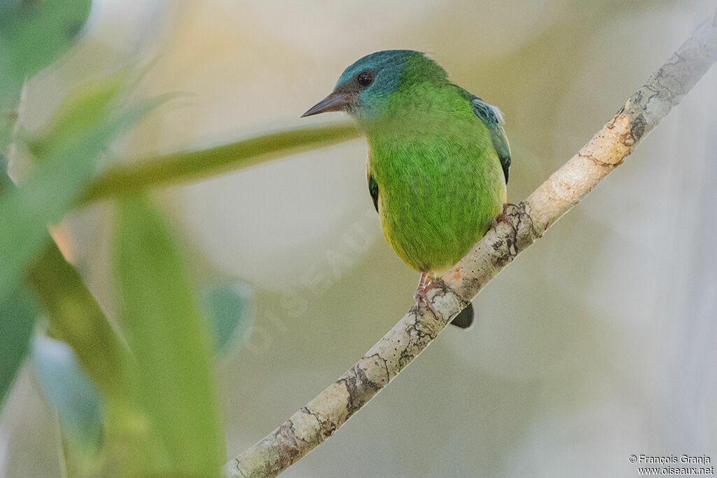 Dacnis bleu femelle