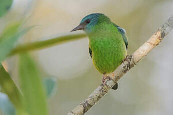 Dacnis bleu