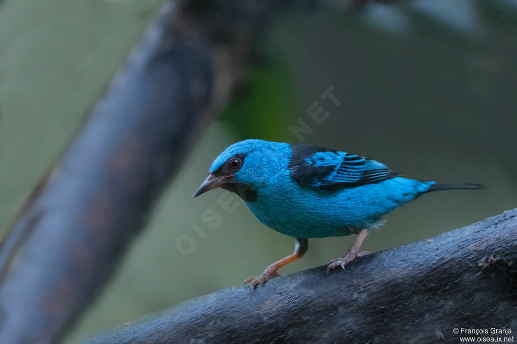 Dacnis bleu mâle