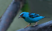 Dacnis bleu