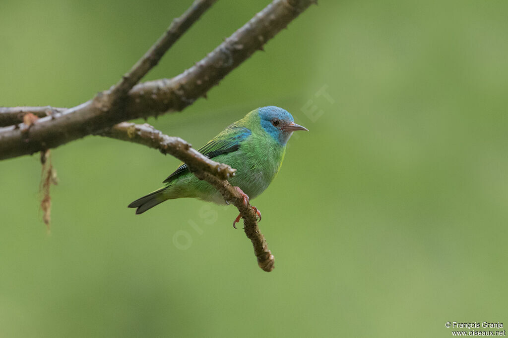 Dacnis bleu femelle