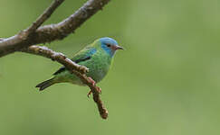 Dacnis bleu