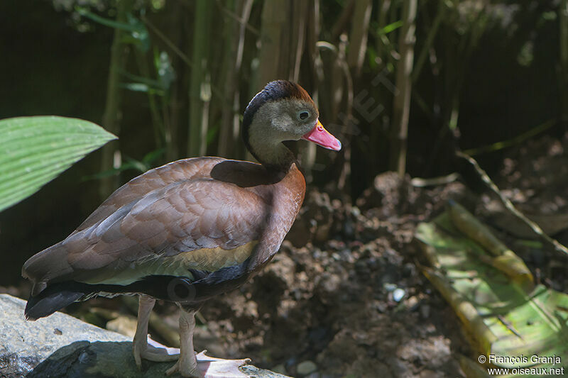 Black-bellied Whistling Duck