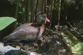 Dendrocygne à ventre noir