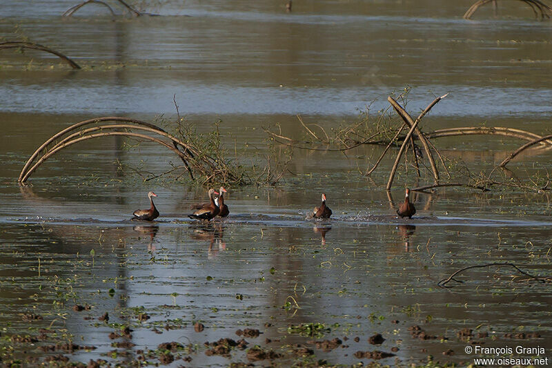 Black-bellied Whistling Duck