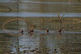 Dendrocygne à ventre noir